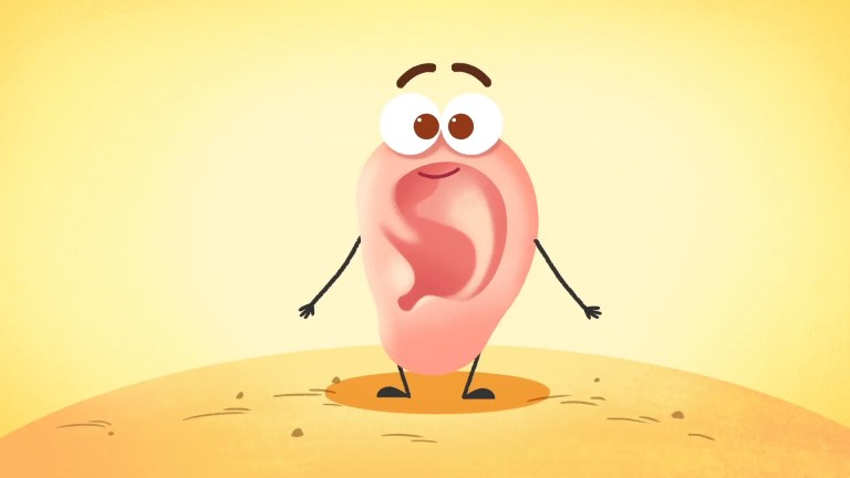 What Are the Parts of the Ear? 