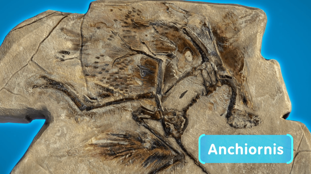 A fossil imprint of an Anchiornis skeleton embedded in rock, showing traces of feathers.