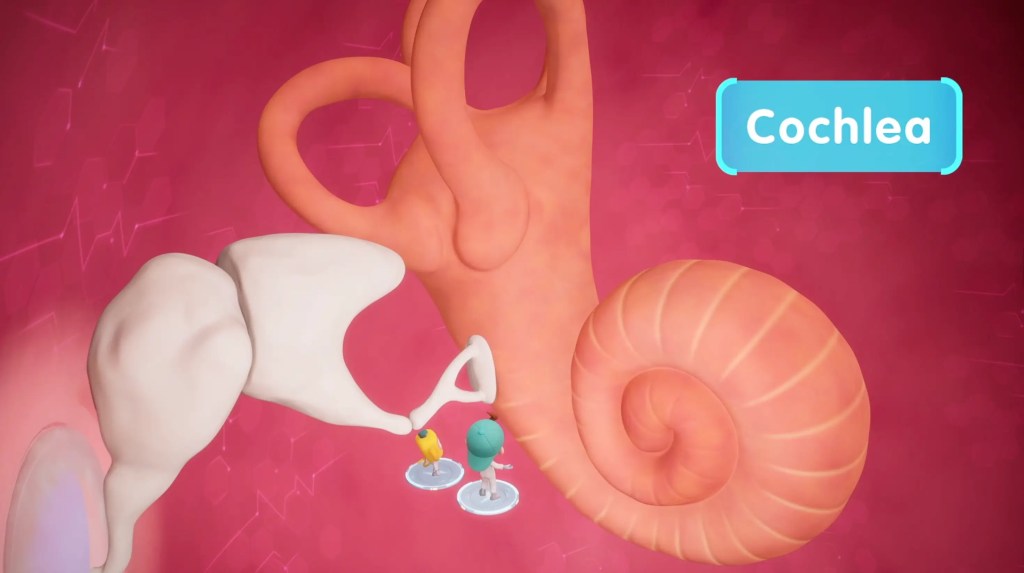 What Are the Parts of the Ear? 3 A 3D anatomical illustration showing the spiral-shaped cochlea in the inner ear, positioned next to the ossicles.