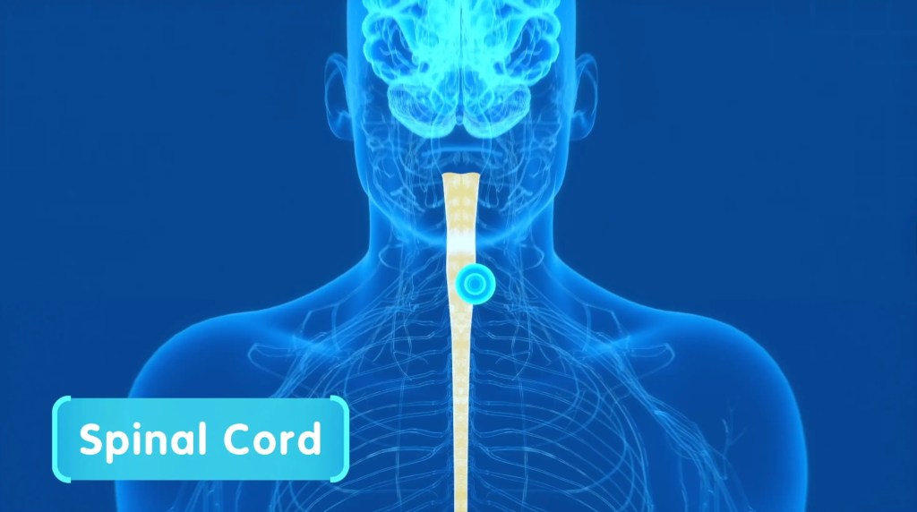 How Does the Brain Work? 3 A blue X-ray-like illustration of the upper human body highlighting the spinal cord acting as a highway to the brain.
