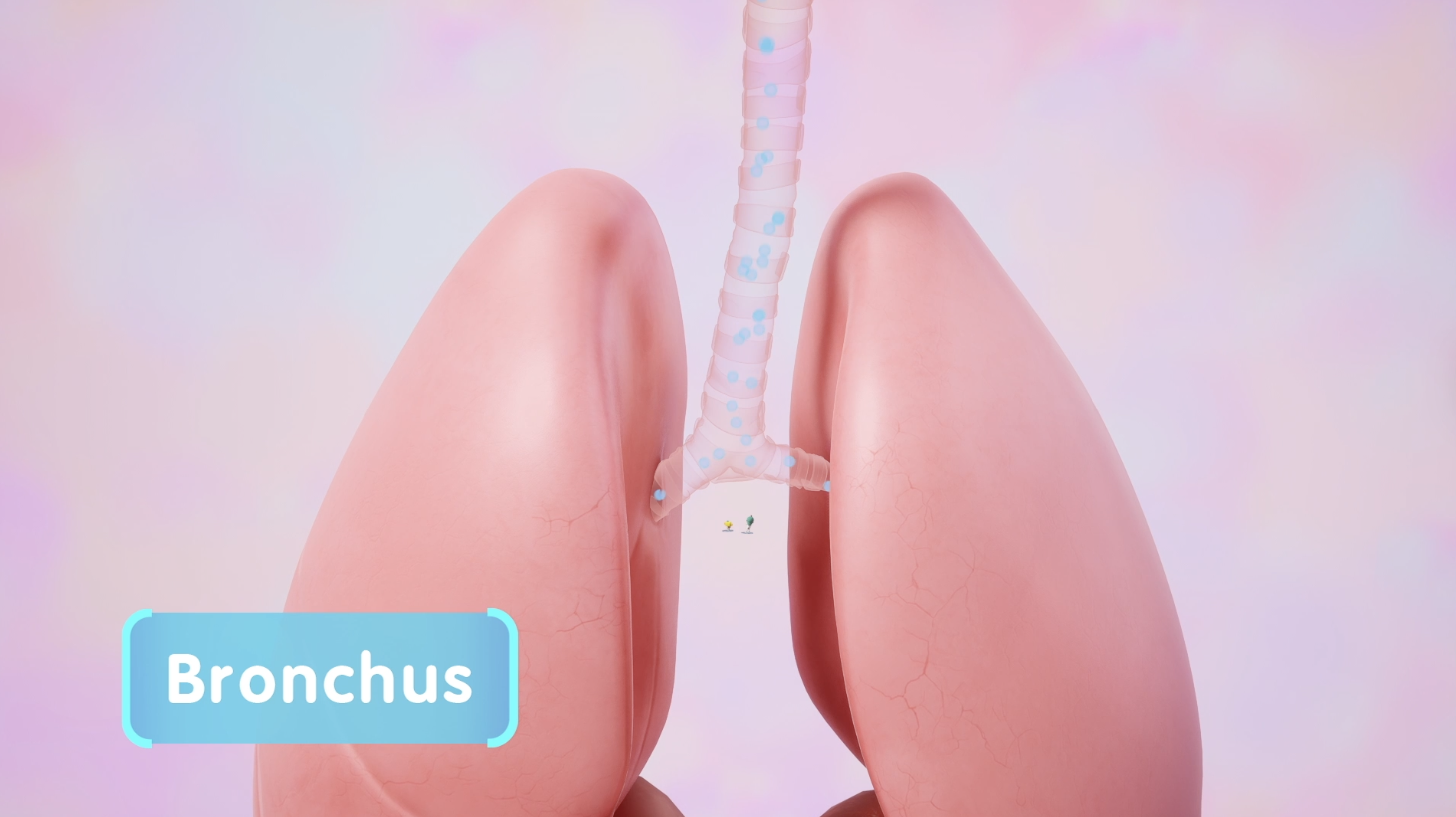 A pink illustration of the human lungs showing the trachea branching into a bronchus carrying air to the lungs.