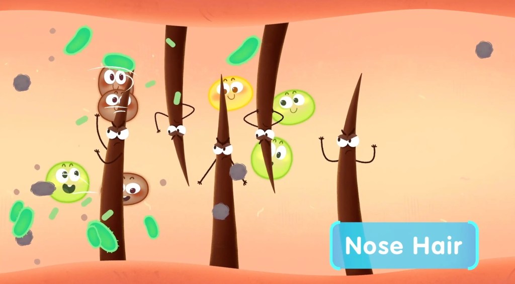 A magnified illustration showing long nose hairs working to trap and block cartoon dust and bacteria.