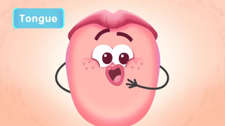 How Does the Tongue Work？