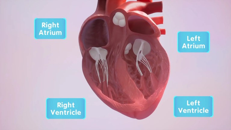How Does the Heart Work?
