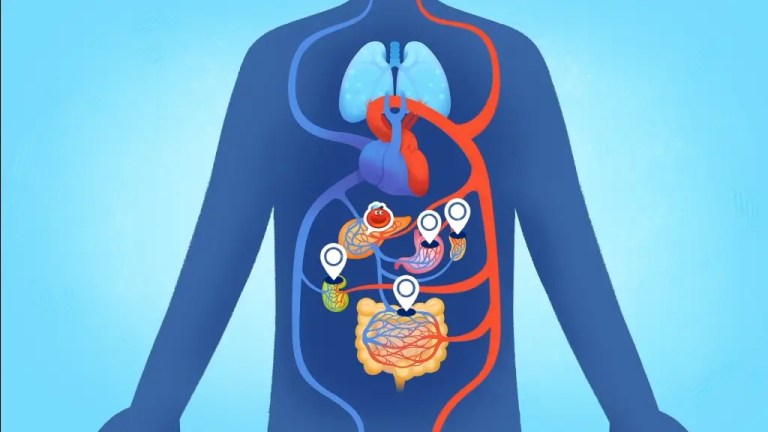 How Does Blood Travel Through the Body?