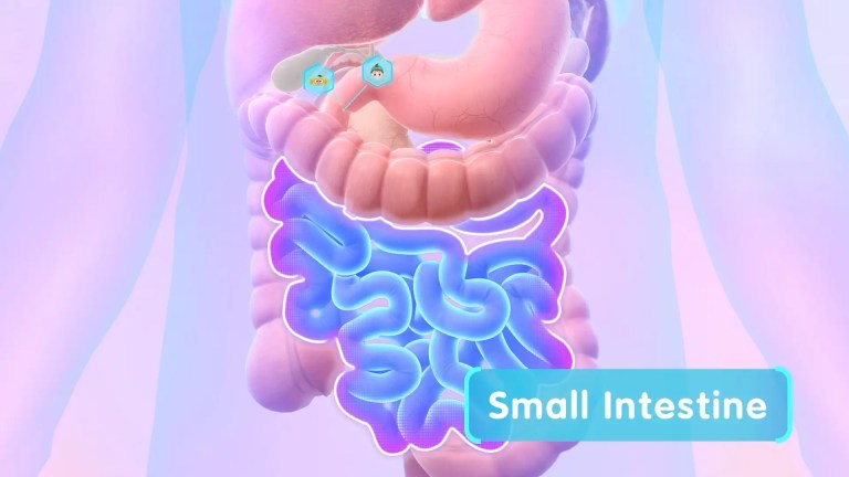 What Are Intestines？