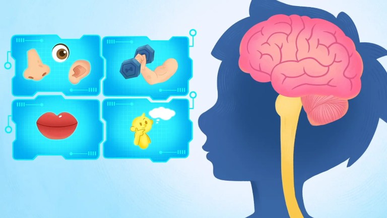 How Does the Brain Work?