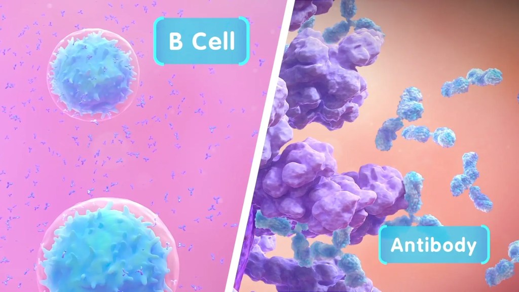 B Cell and Antibody.jpg" alt= "A microscopic illustration showing a large B cell on the left and antibodies (Y-shaped proteins) on the right.