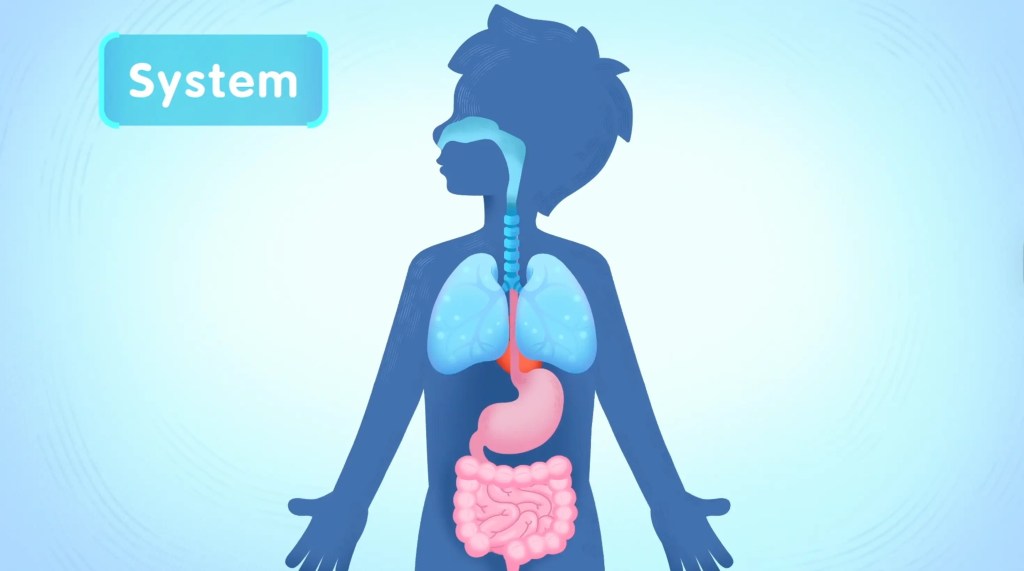 How Does the Human Body Work? 3 Illustration of a child highlighting the respiratory and digestive systems of the human body, labeled 'System'.