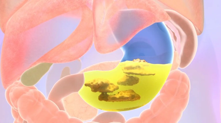 What Does the Stomach Do in the Digestive System？