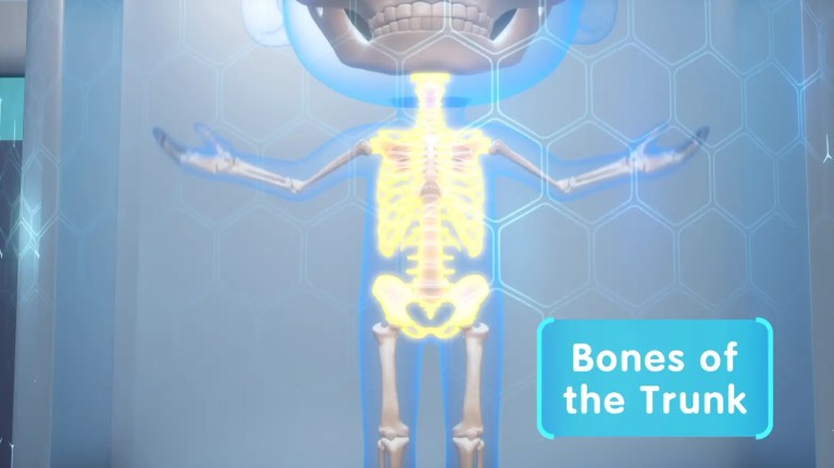 How Many Bones Do We Have in Our Bodies?