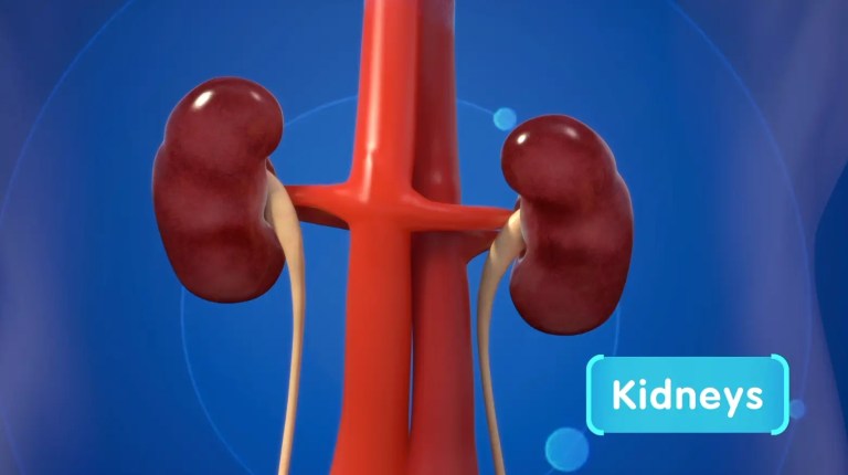 What Do Your Kidneys Do?
