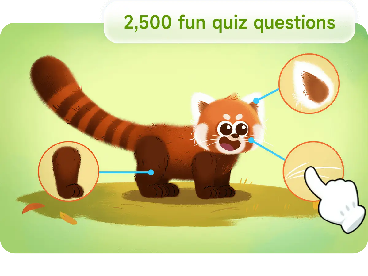 A cartoon illustration of a red panda with callouts highlighting its ears, face, and legs.