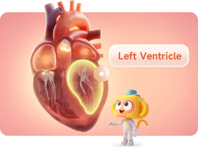An anatomical illustration of a human heart with a highlighted section identifying the left ventricle.