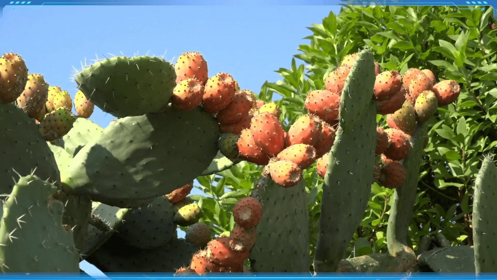 A prickly pear cactus with thick, water-retaining leaves and fruit, an adaptation for the dry summer of the Mediterranean Climate.
