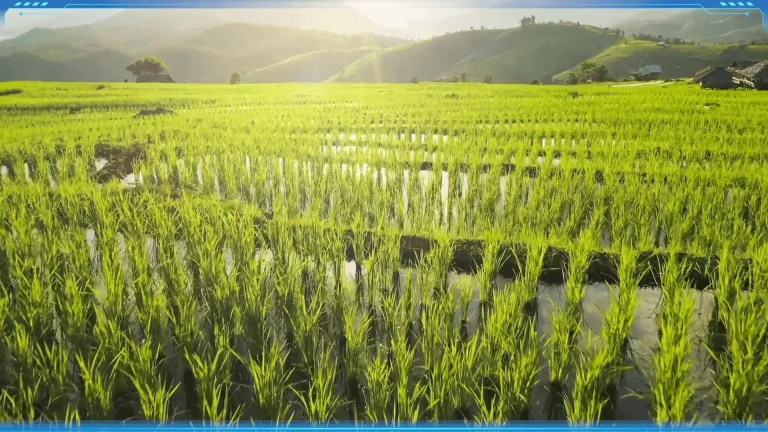 What Is the Tropical Monsoon Climate?