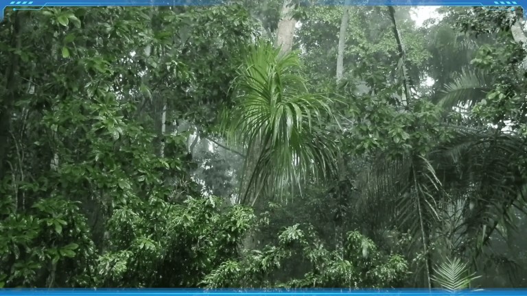 What Is the Tropical Rainforest Climate?