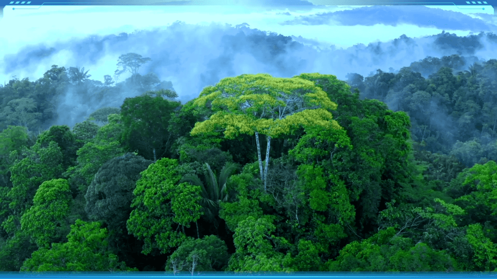 An illustration of a lush, wet rainforest covered in mist, which is typical of a tropical climate.