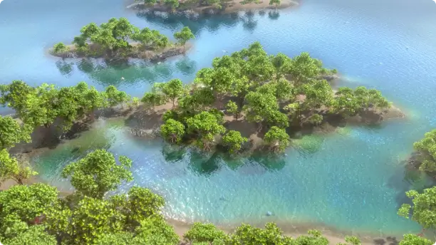 What Is A Mangrove Forest?