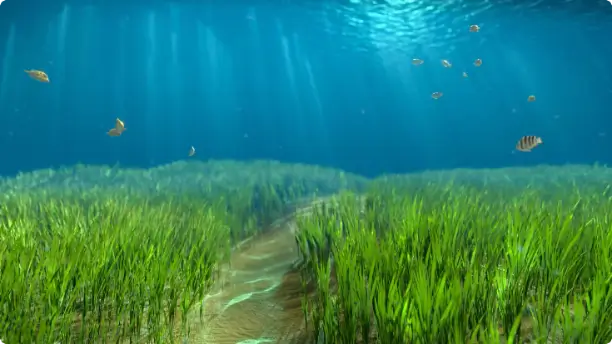 What Are Seagrass Meadows？