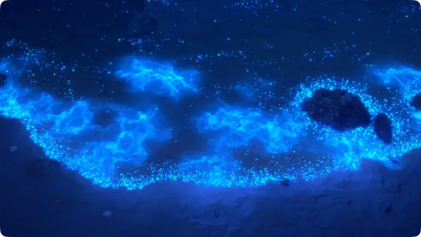 What is the Twilight Zone? 1 A picture of the bioluminescent Twilight Zone where glowing marine life shines in the deep blue ocean.