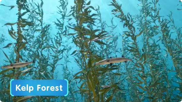 What is a Kelp Forest?