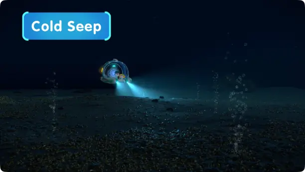 What Are the Cold Seeps?
