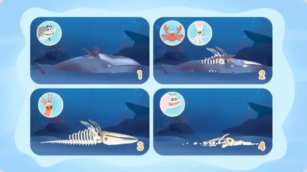 A picture illustrating four stages of a whale fall ecosystem, from a fresh carcass to a skeleton on the seabed.