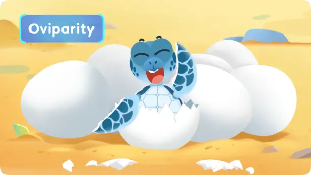 Oviparous Marine Animals 1 A picture showing white eggs nestled in a sandy nest, illustrating oviparity or egg-laying in marine animals.