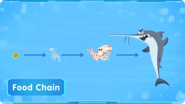 A picture of an ocean food chain showing energy moving from plankton to shrimp, octopus, and a large shark.