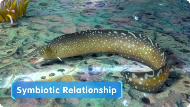A picture of a moray eel with the bluestreak cleaner illustrating a mutually beneficial symbiotic relationship.