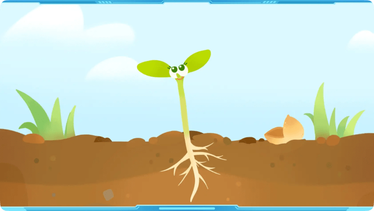 What Are Plant Seeds?