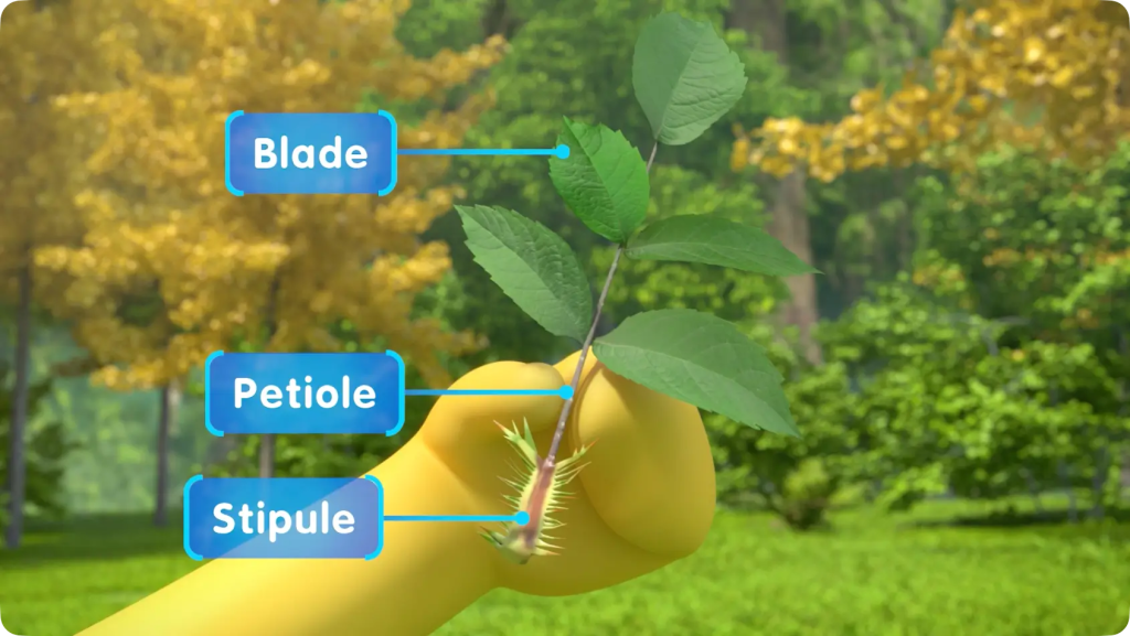 A hand holding a leaf with labels for the Blade, Petiole, and Stipule.