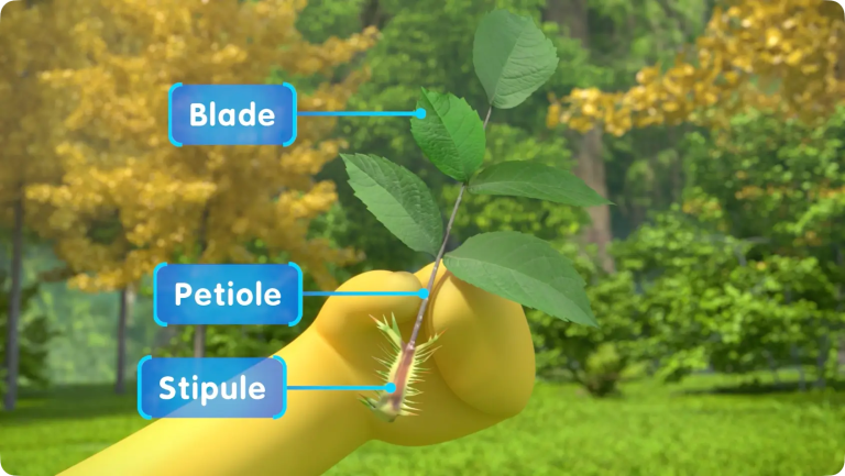Why Do Plants Have Leaves?