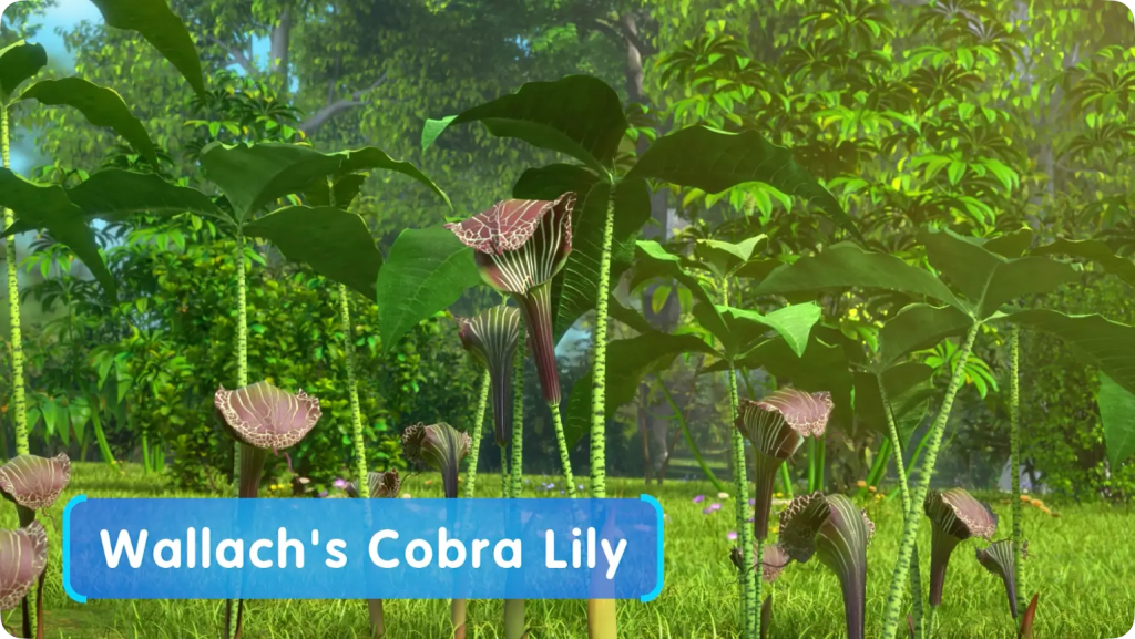 A group of Wallach's Cobra Lilies with striped hood-like leaves growing in a field.