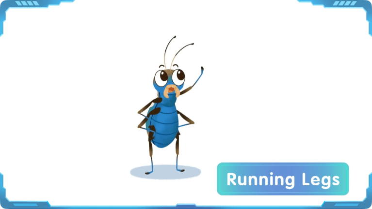 How Many Legs Do Insects Have?