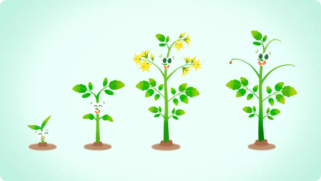 How Does the Plant Life Cycle Work? 1 A diagram showing four stages of a cartoon plant life cycle from a seedling to a flowering plant.