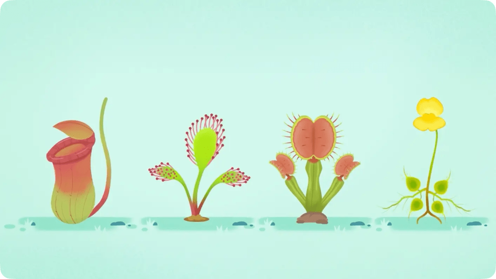 Illustrations of four different carnivorous plants including a pitcher plant and Venus flytrap.