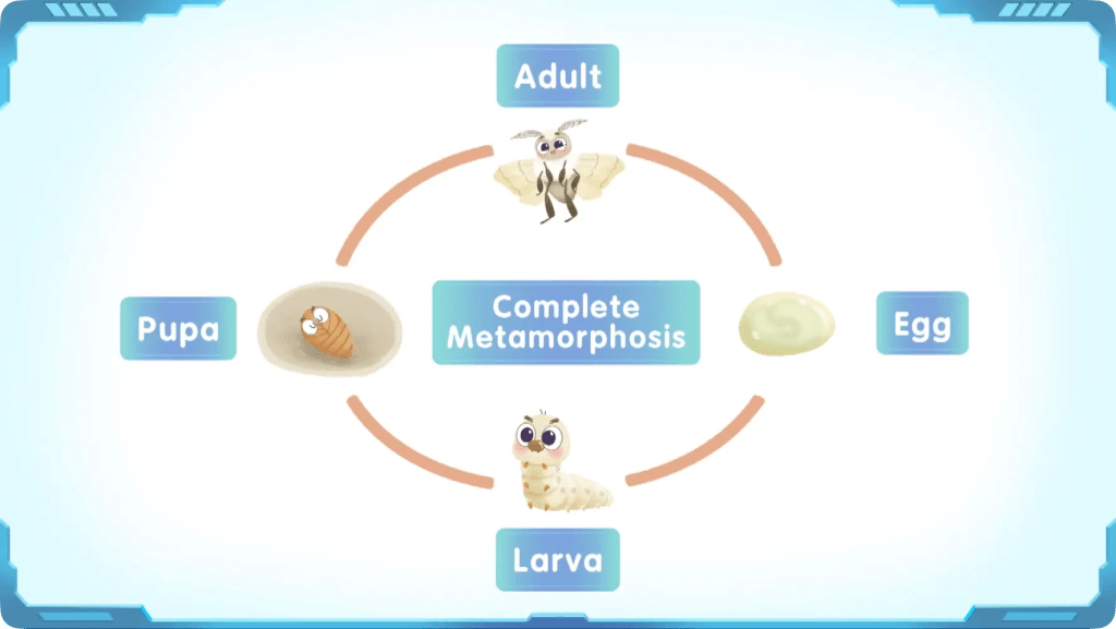 What Are the Facts About Insect Metamorphosis? 1 A diagram of the complete metamorphosis life cycle including egg, larva, pupa, and adult moth stages.